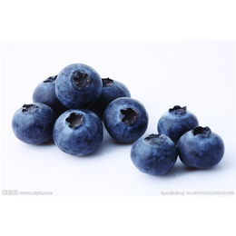蓝莓提取物*-维特生物(在线咨询)-蓝莓提取物