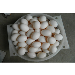 山东中鹏农牧(图)-白鸽蛋的价格-黑龙江鸽蛋