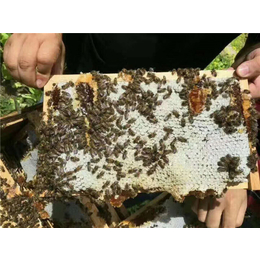 毕节蜜蜂养殖,贵州蜂盛,蜜蜂养殖