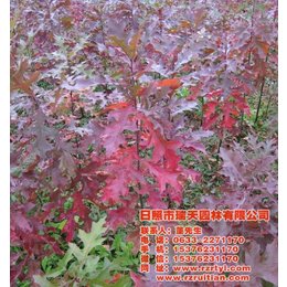 瑞天彩叶苗木(图),欧洲红栎种子,东营欧洲红栎