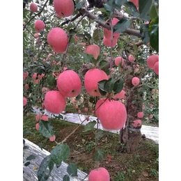 洛川苹果批发价格_景盛果业_洛川苹果