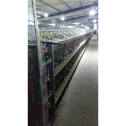 出售层叠式鸡笼-禽翔笼具厂-层叠式鸡笼