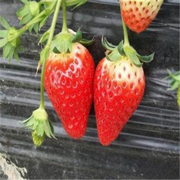 牛奶草莓苗、双湖园艺、常州草莓苗