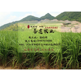 绿色大米价格|善道农业(在线咨询)|深圳大米