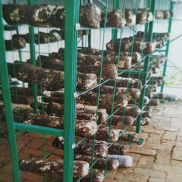 食用菌架子温室大棚蘑菇网格架子双排出菇网架
