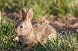 野兔批发市场-绥化野兔-锦腾养殖场