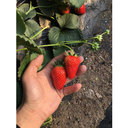 贵州草莓苗_乾纳瑞农业_怎么培育草莓苗