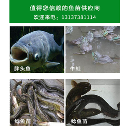 息县夏庄鱼苗(图)|衡南鱼苗繁殖场|鱼苗繁殖场