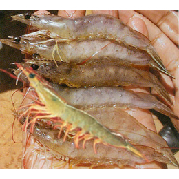 基围虾的养殖方法-基围虾-鑫渔圣生态