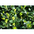 绿化苗木批发|恒大花卉(在线咨询)|绿化苗木缩略图1