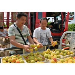 安徽砀山黄桃、范建立副食(推荐商家)