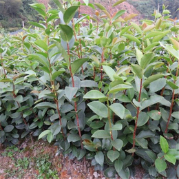 高产油茶苗,【新胜油茶】,张家界高产油茶苗