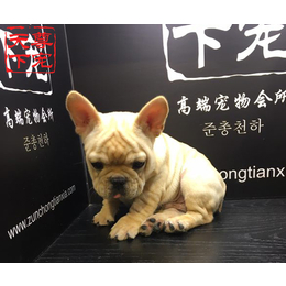 法牛犬_尊宠天下_法牛犬价格