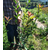 永康红叶石楠-福江苗木种植基地-一米红叶石楠球缩略图1