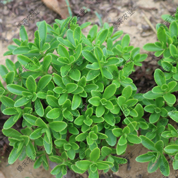 ****供应*种苗 养心菜 费菜 多年生特色盆栽 成活率高 