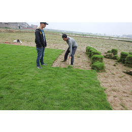 人工草坪 厂家、寿县绿友草坪种植(在线咨询)、许昌人工草坪
