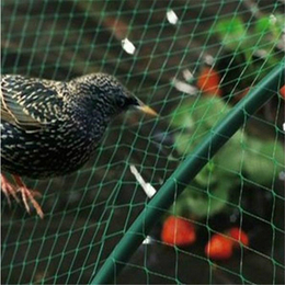 榆林防鸟网、必然科技防鸟网、防鸟网 蔬菜