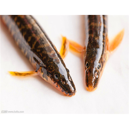 甘肃泥鳅|鑫渔圣生态|泥鳅养殖前景