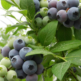 蓝莓苗批发价格、蓝莓苗、柏源农业科技公司(查看)