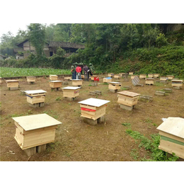 贵阳蜜蜂养殖,贵州蜂盛,蜜蜂养殖