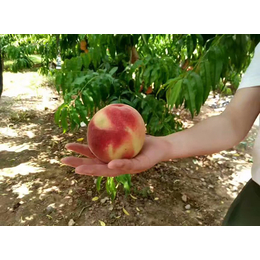 生物有机肥,【大业科技】,潮州生物有机肥价钱