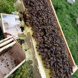 安顺蜜蜂养殖-蜜蜂养殖-贵州蜂盛