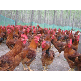 金兴养殖场品质保障(图)-红玉公鸡养殖技术-红玉公鸡