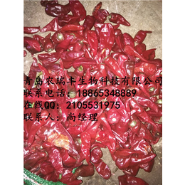 英潮红辣椒多少钱一斤|农瑞丰(在线咨询)|上饶英潮红辣椒