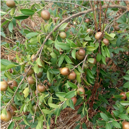 供应高产油茶苗|黔东南油茶苗|油茶苗圃基地油茶苗(查看)缩略图