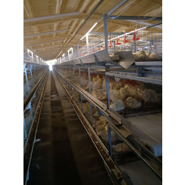 鸭笼|运盈机械鸡笼厂家|鸭笼笼养设备