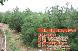 瑞天苗木(图)-白皮松树哪里卖-威海白皮松树
