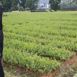 南昌油茶苗,白土镇高产油茶苗圃1,高产油茶苗