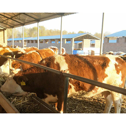 青海西门塔尔肉牛,富贵肉牛养殖,哪里出售西门塔尔肉牛