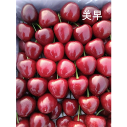 上海樱桃苗-泰安泰丰源农场-7公分樱桃苗