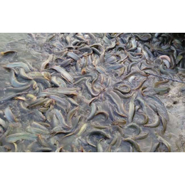泥鳅种苗、金兴黑斑蛙养殖(在线咨询)、泥鳅