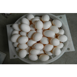 山西鸽蛋-山东中鹏农牧-鸽蛋的营养价值