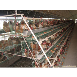 通化鸡笼、华翔养殖设备质量好、鸡笼批发定制