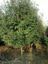 杭州高杆红叶石楠树-元芳家庭农场品种齐全-求购高杆红叶石楠树