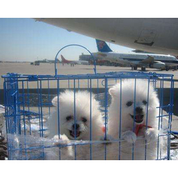 山西宠物狗狗托运|天地通航空运输|宠物狗狗托运公司