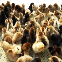永富柴鸡养殖基地(图)|脱温柴鸡养殖厂|吕梁脱温柴鸡