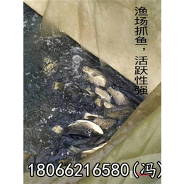 宁波无公害鱼_好赛水产品质量好_无公害鱼哪家便宜