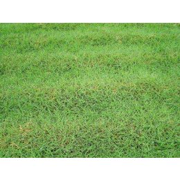 安徽草坪绿化工程|安徽草坪|绿友草坪基地(查看)