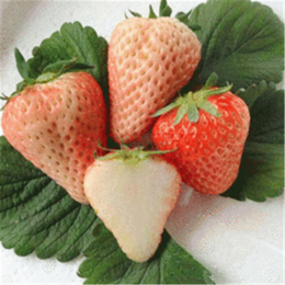 南平草莓苗_双湖园艺(在线咨询)_甜查理草莓苗