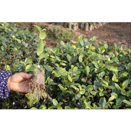 油茶树苗如何育种,白土镇高产油茶苗圃,赣州油茶树苗