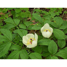 收购鲜白芍_天津白芍_凯欣中药材种植(查看)