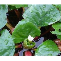 白洋淀绿荷水生植物(图)|菱角种苗|菱角苗