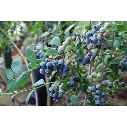 柏源农业科技(图)-钱德勒蓝莓苗销售电话-钱德勒蓝莓苗