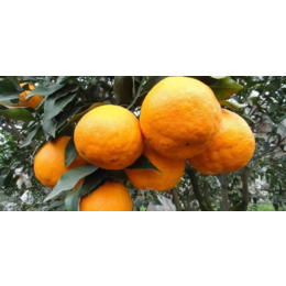 罗甸大雅1号柑橘苗出售罗甸大雅1号柑橘苗价格