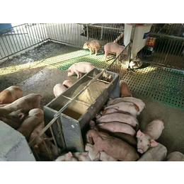 猪用不锈钢单双面料槽猪用采食槽喂食槽大猪食槽料槽厂家*