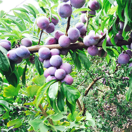 早熟李子苗 李子甜度较好的品种 李子种植基地 